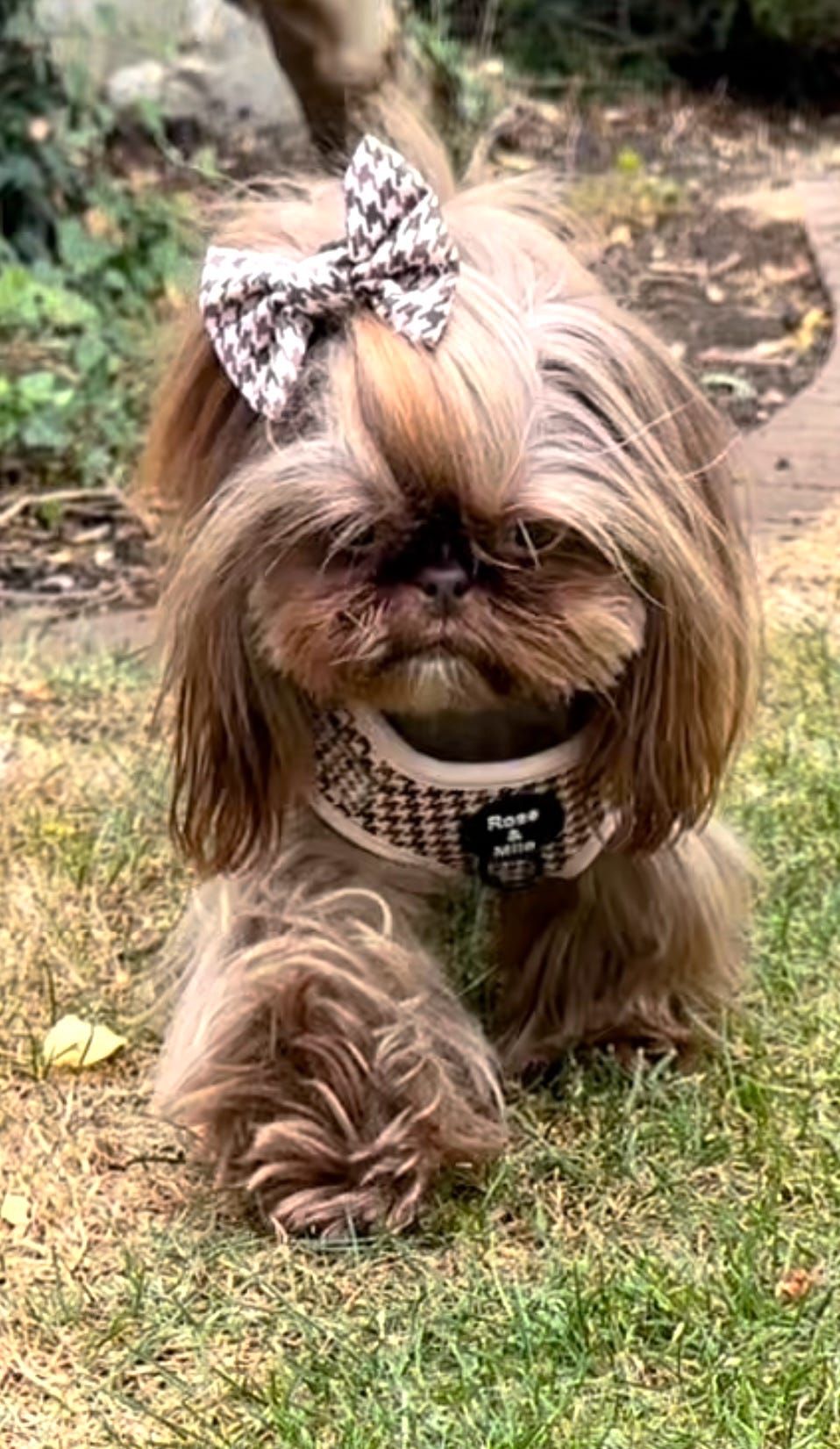 Beige Houndstooth Adjustable Dog Harness
