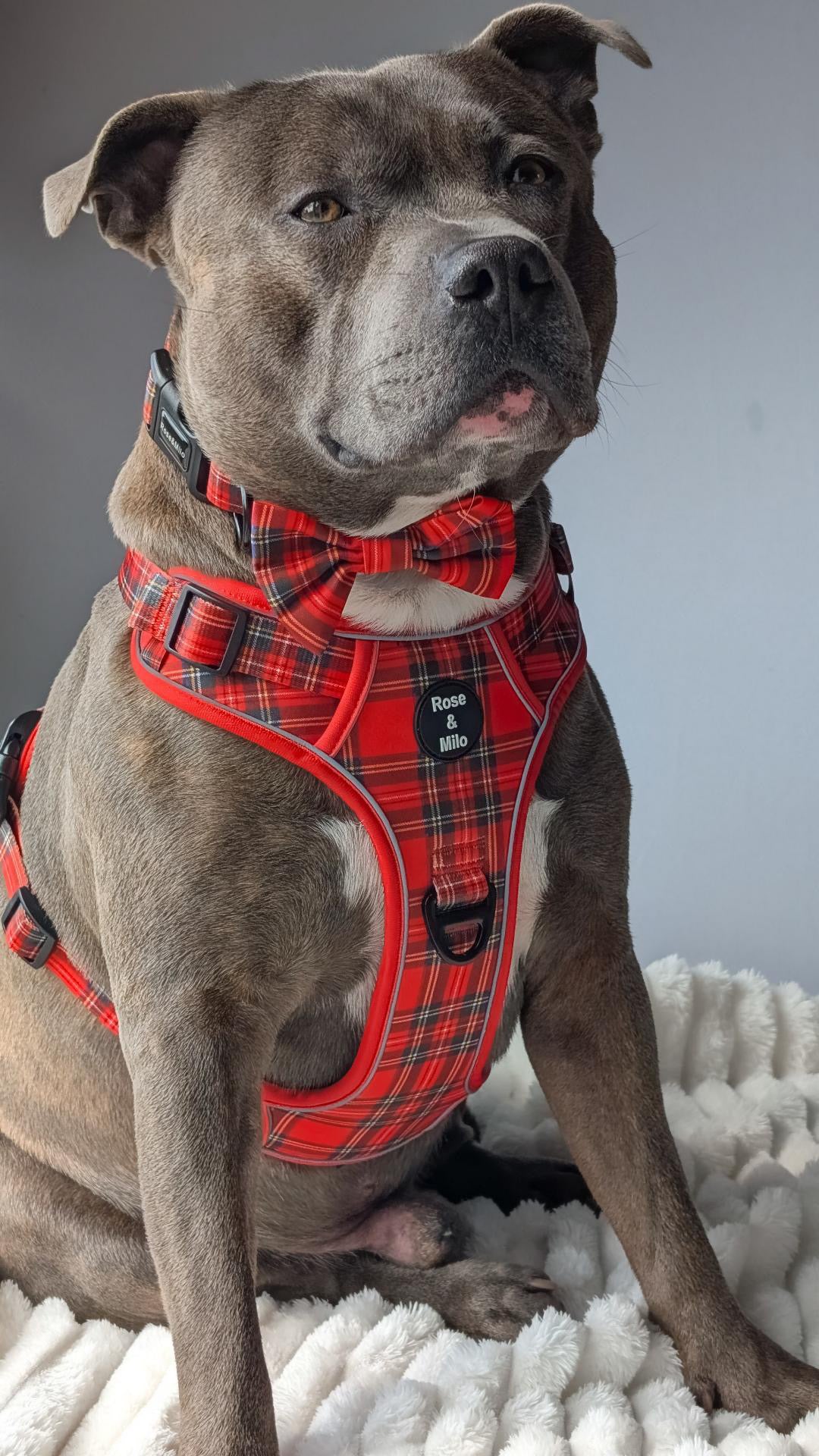 Red Tartan Walk & Go Harness