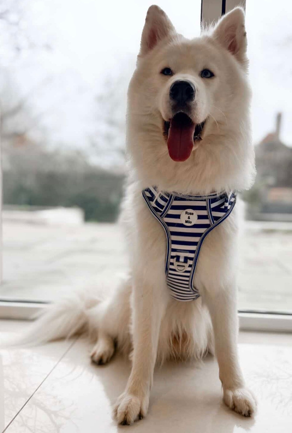 Blue Stripe Step-In Walk & Go Dog Harness