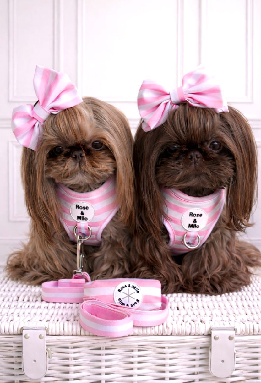 Pink Stripe Dog Bow Tie