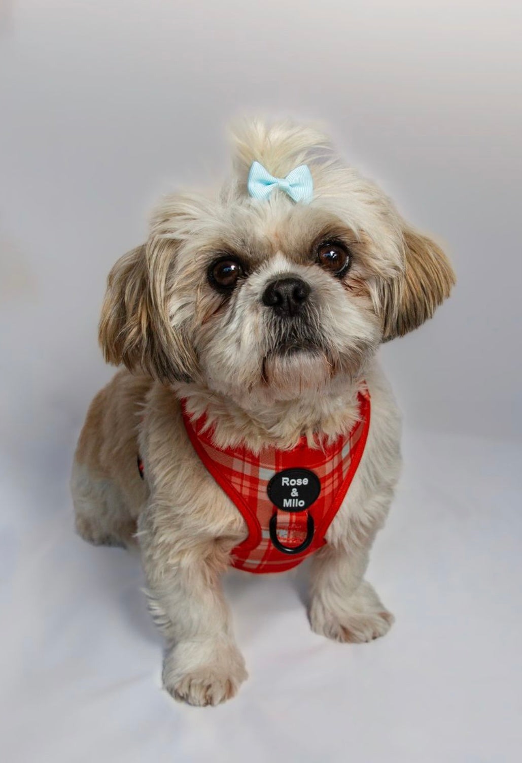 Orange Plaid Adjustable Dog Harness