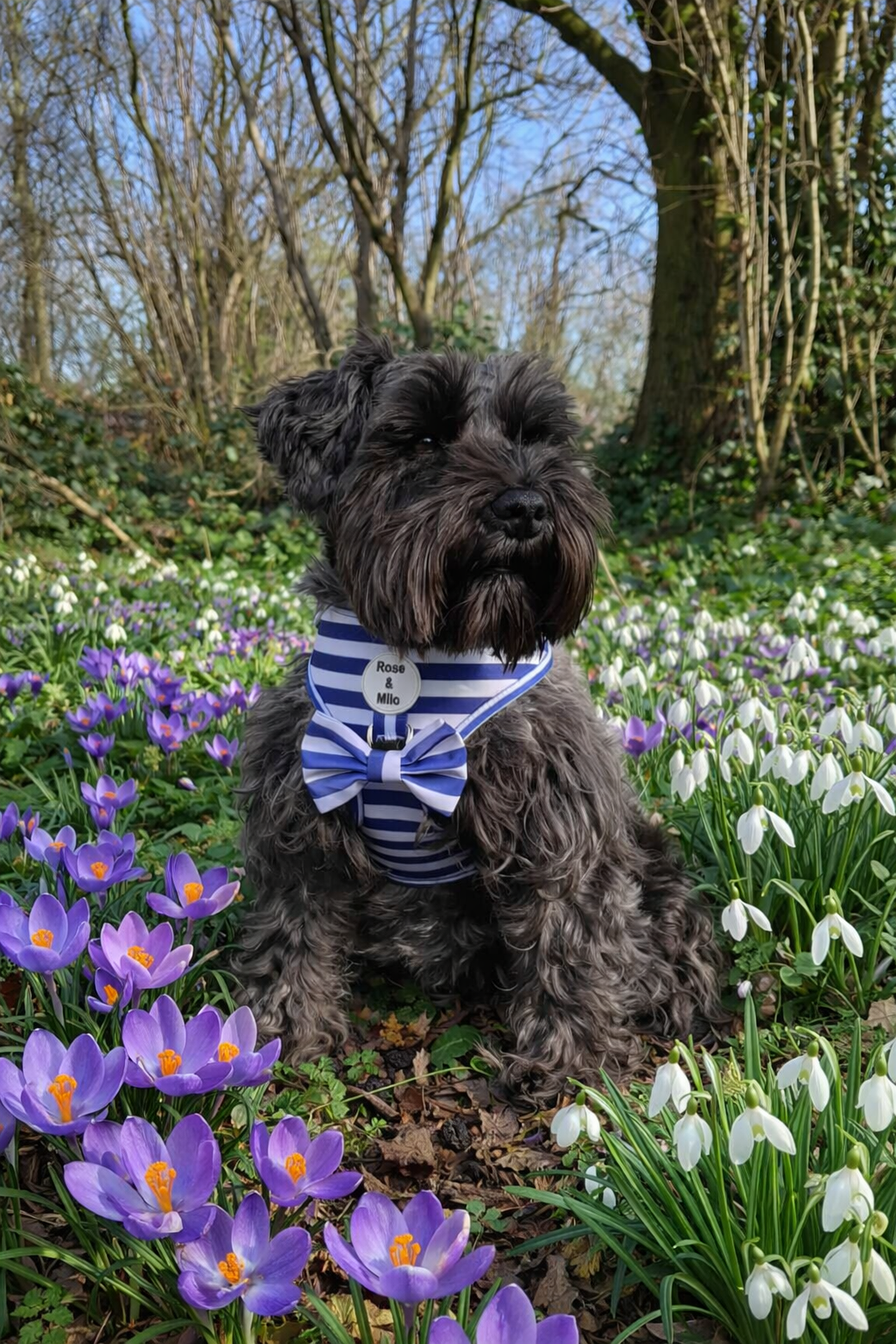 Blue Stripe Dog Bow Tie