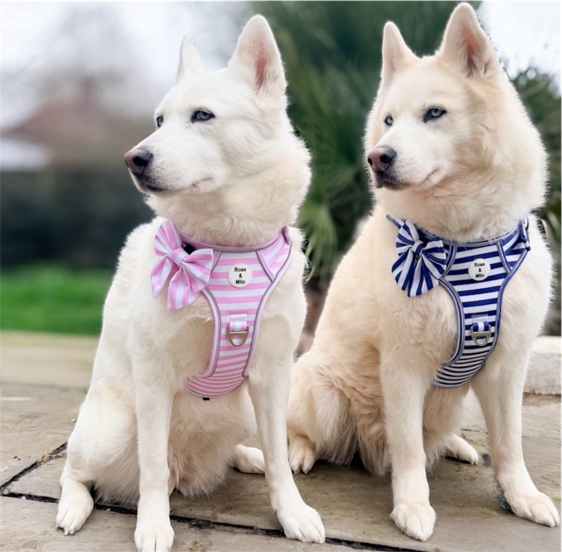 Blue Stripe Step-In Walk & Go Dog Harness