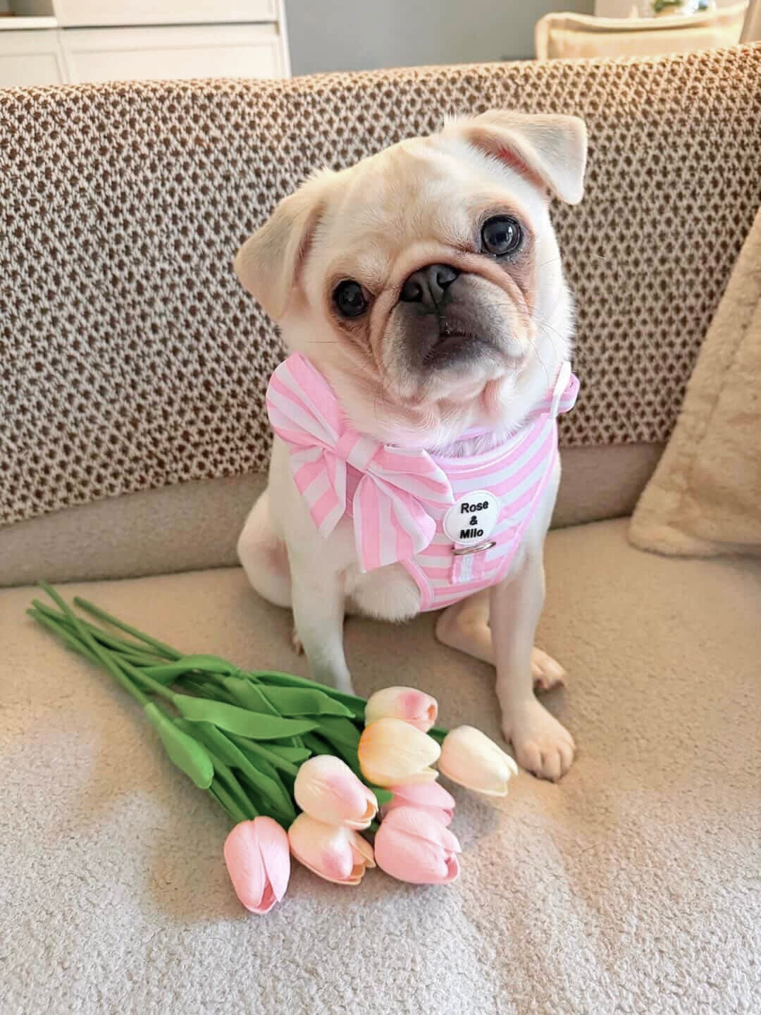 Pink Stripe Adjustable Dog Harness