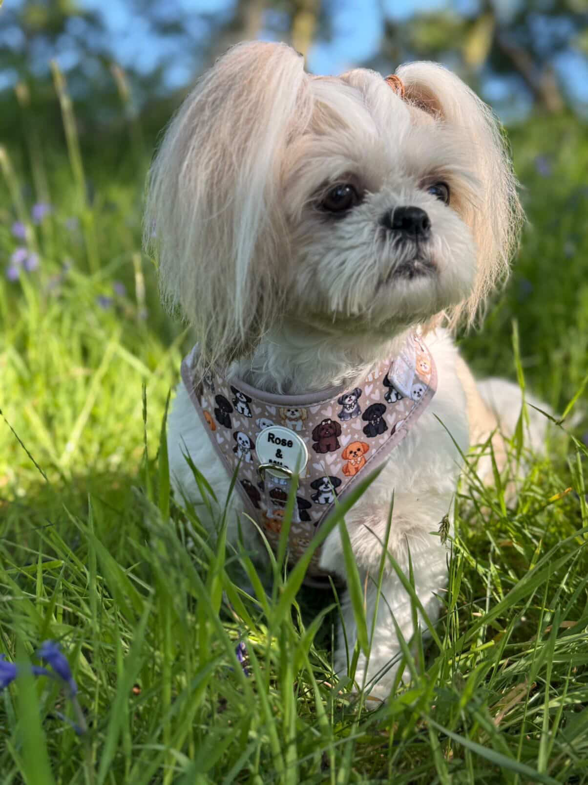 Harness Adjustable I Shih Tzu Not NEW
