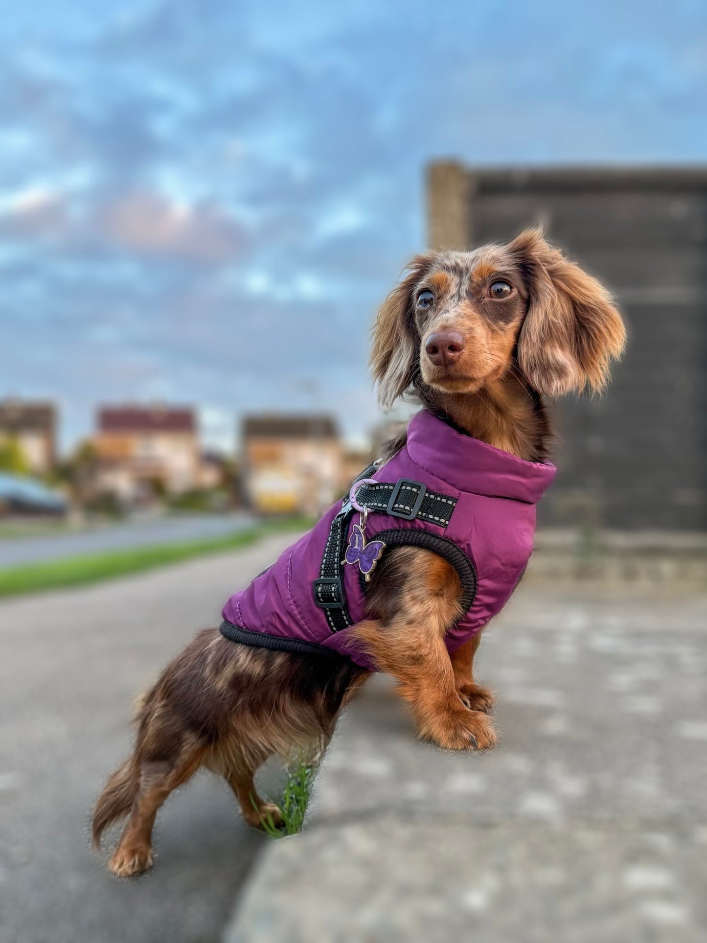 Dog Harness Coats Small-5XL