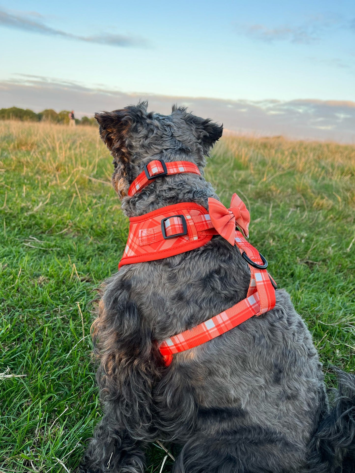 Orange Plaid Adjustable Dog Harness