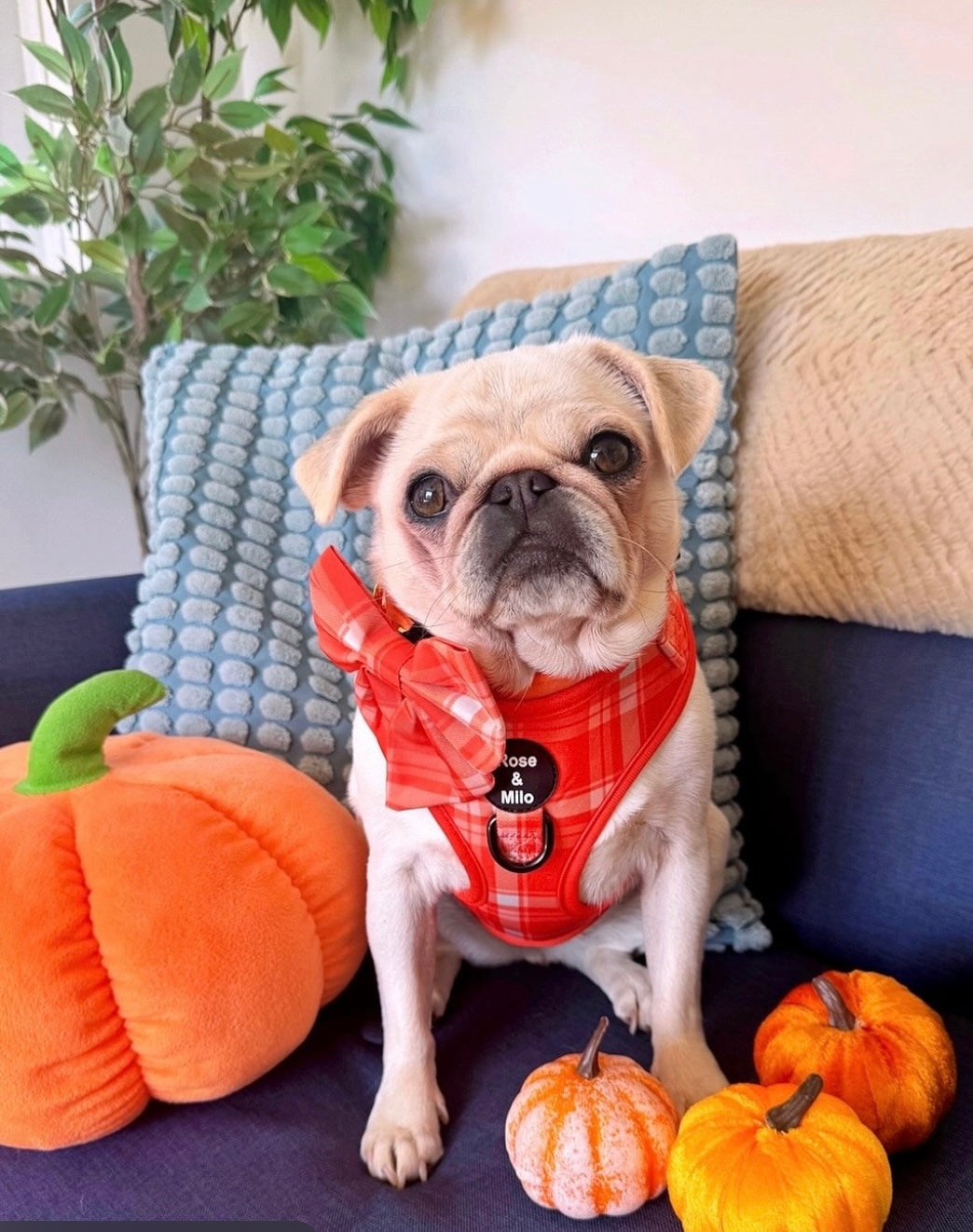 Orange Plaid Adjustable Dog Harness