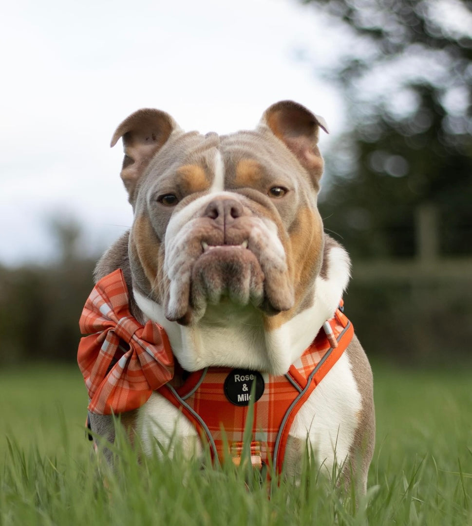 Orange Plaid Adjustable Dog Harness