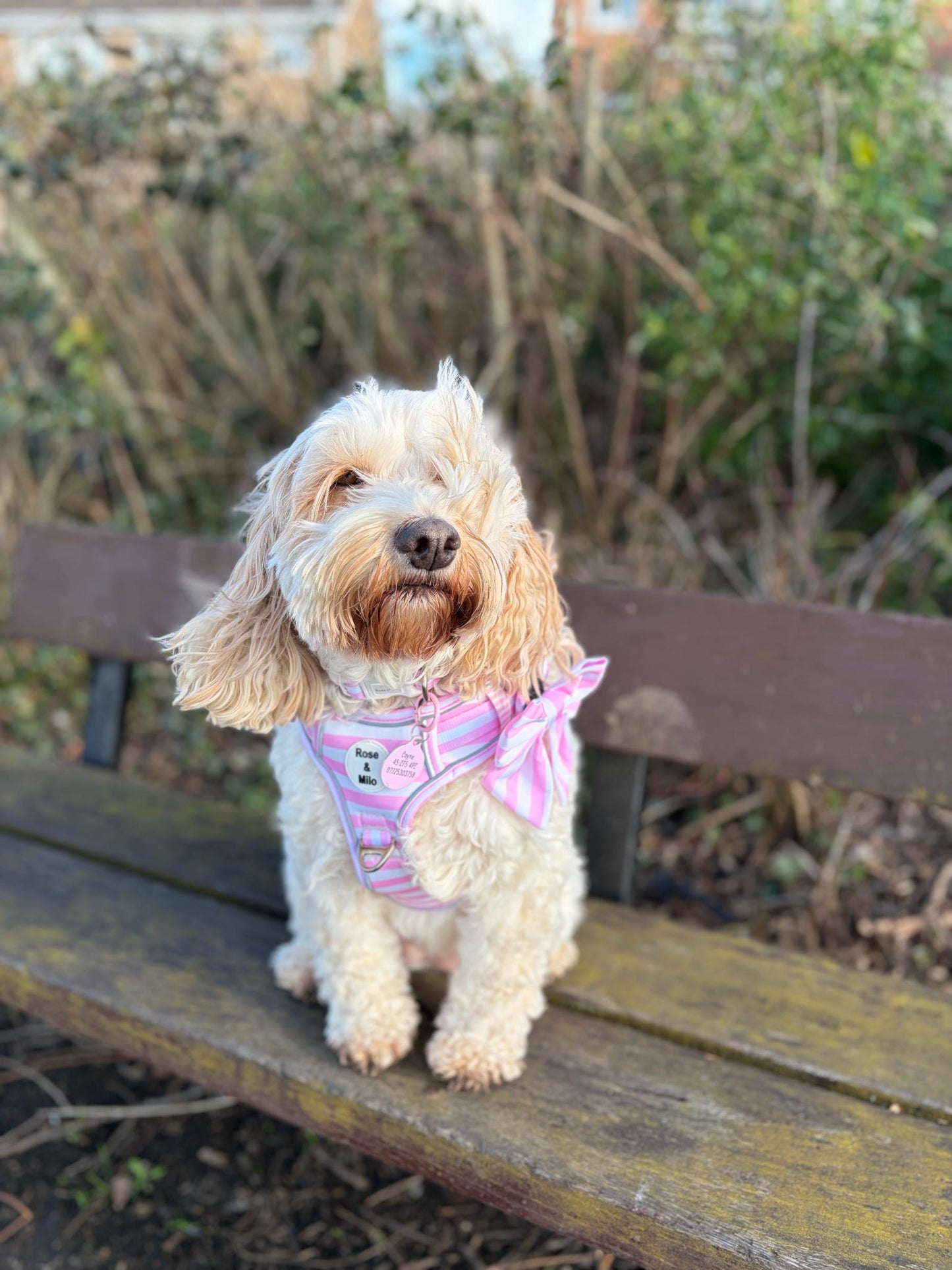 Pink Stripe Step-In Walk & Go Dog Harness