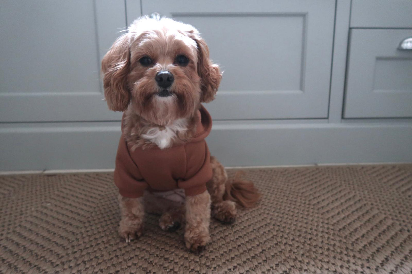 Cute Dog Hoodie Brown