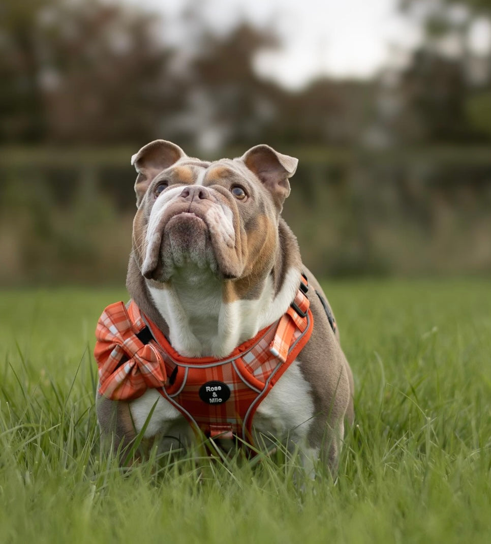 Orange Plaid Walk & Go Adjustable Dog Harness