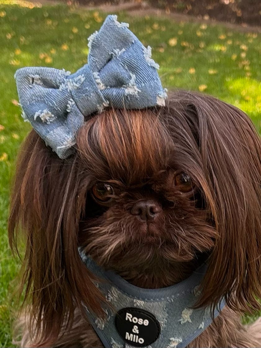 Doggy Denim Bow Tie Small & Large