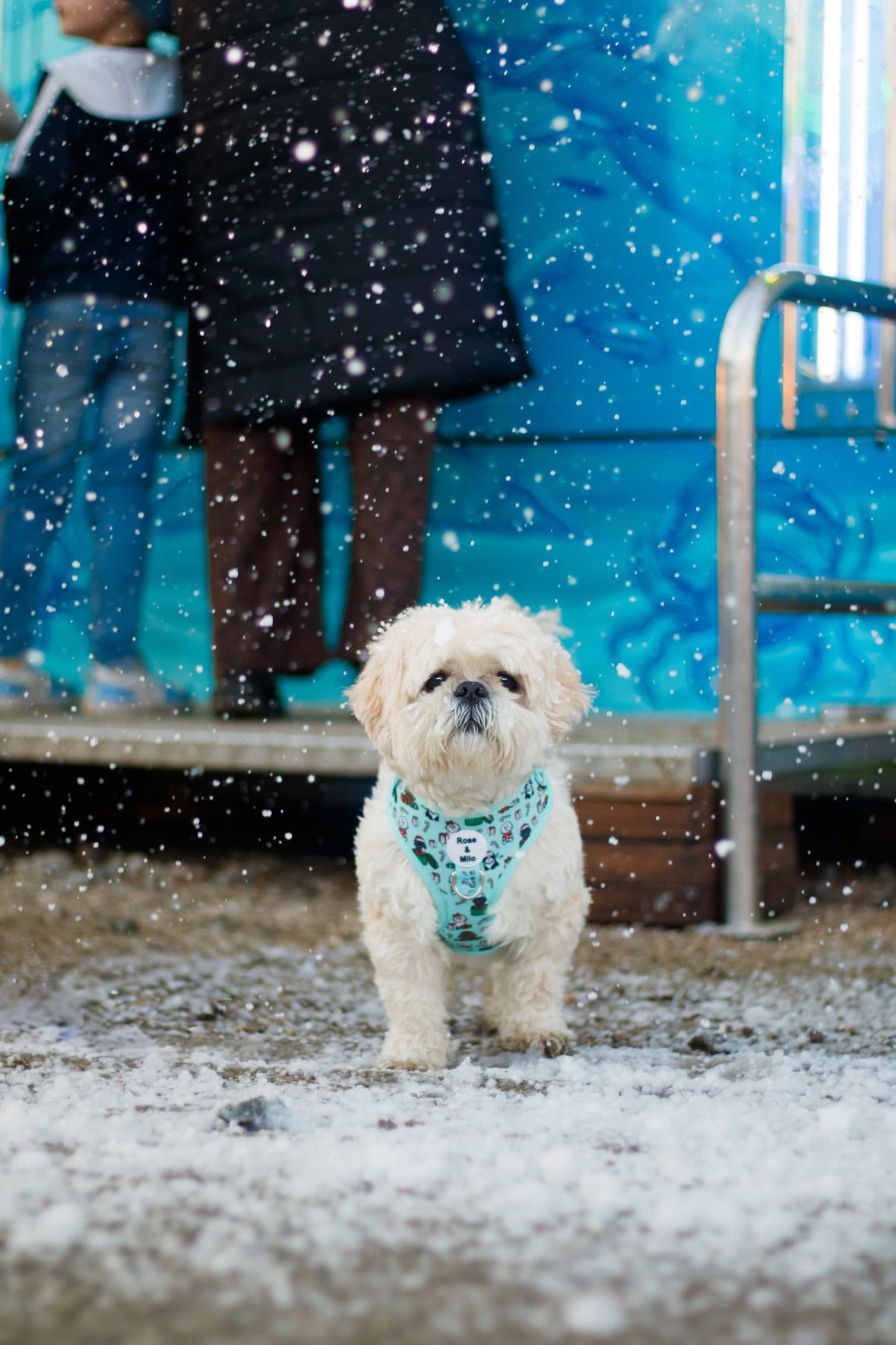 It’s Shihmass Adjustable Dog Harness