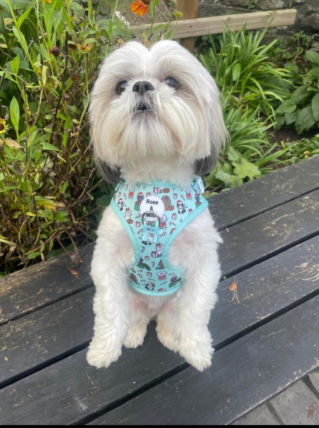 It’s Shihmass Adjustable Dog Harness