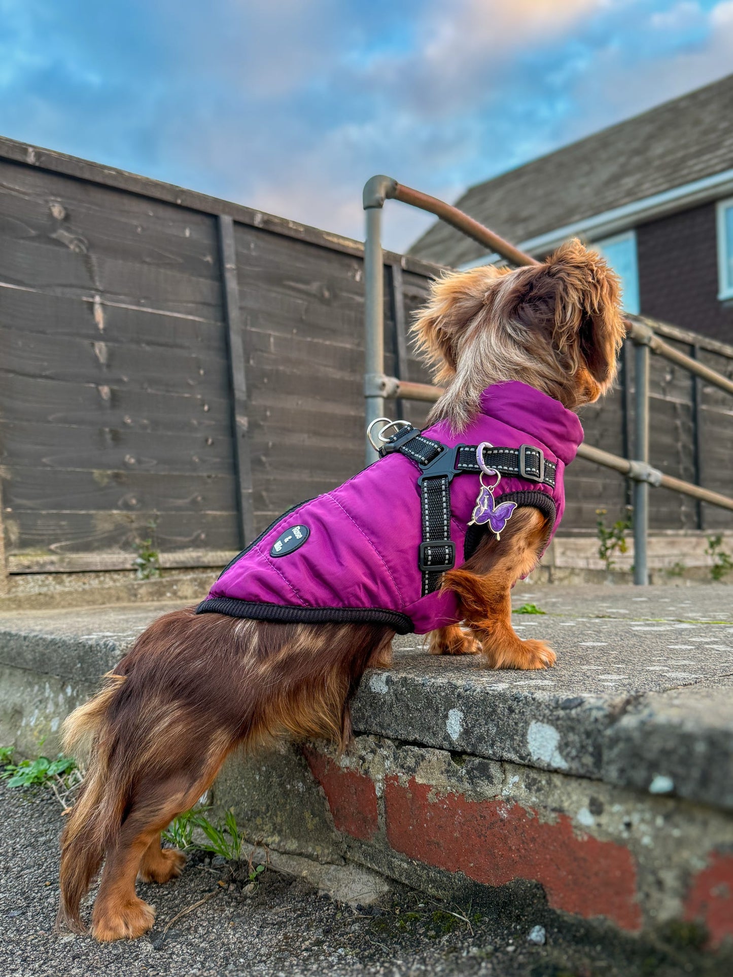 Dog Harness Coats Small-5XL