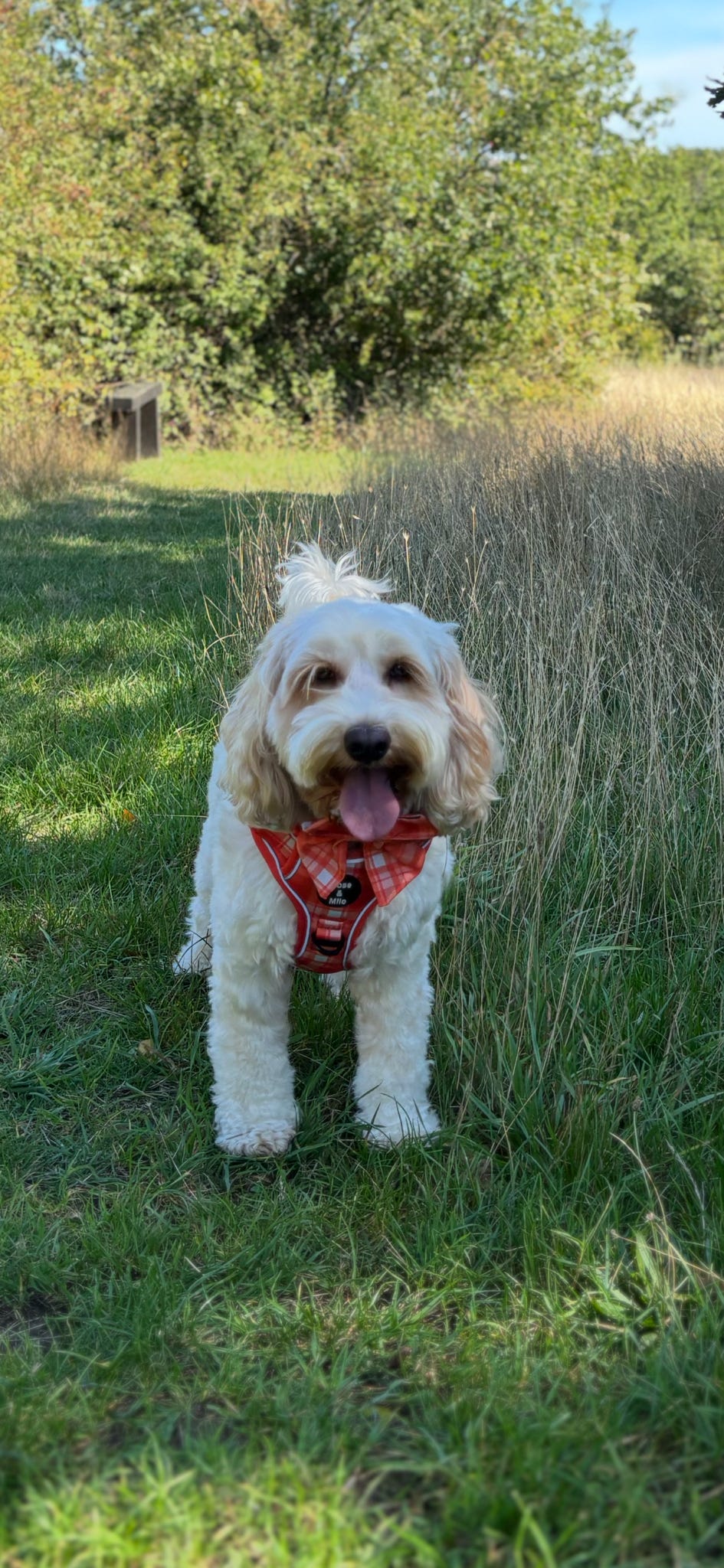 Orange Plaid Walk & Go Adjustable Dog Harness