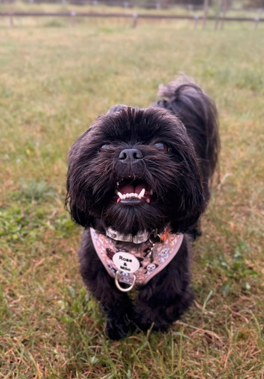 Harness Adjustable I Shih Tzu Not NEW