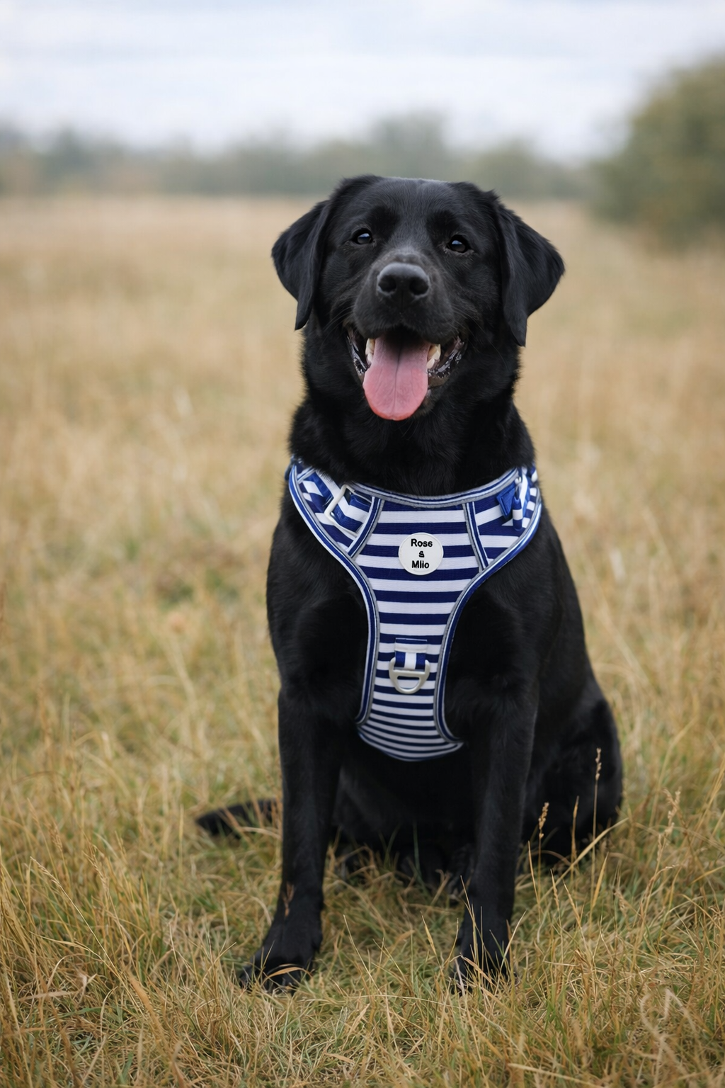 Blue Stripe Step-In Walk & Go Dog Harness