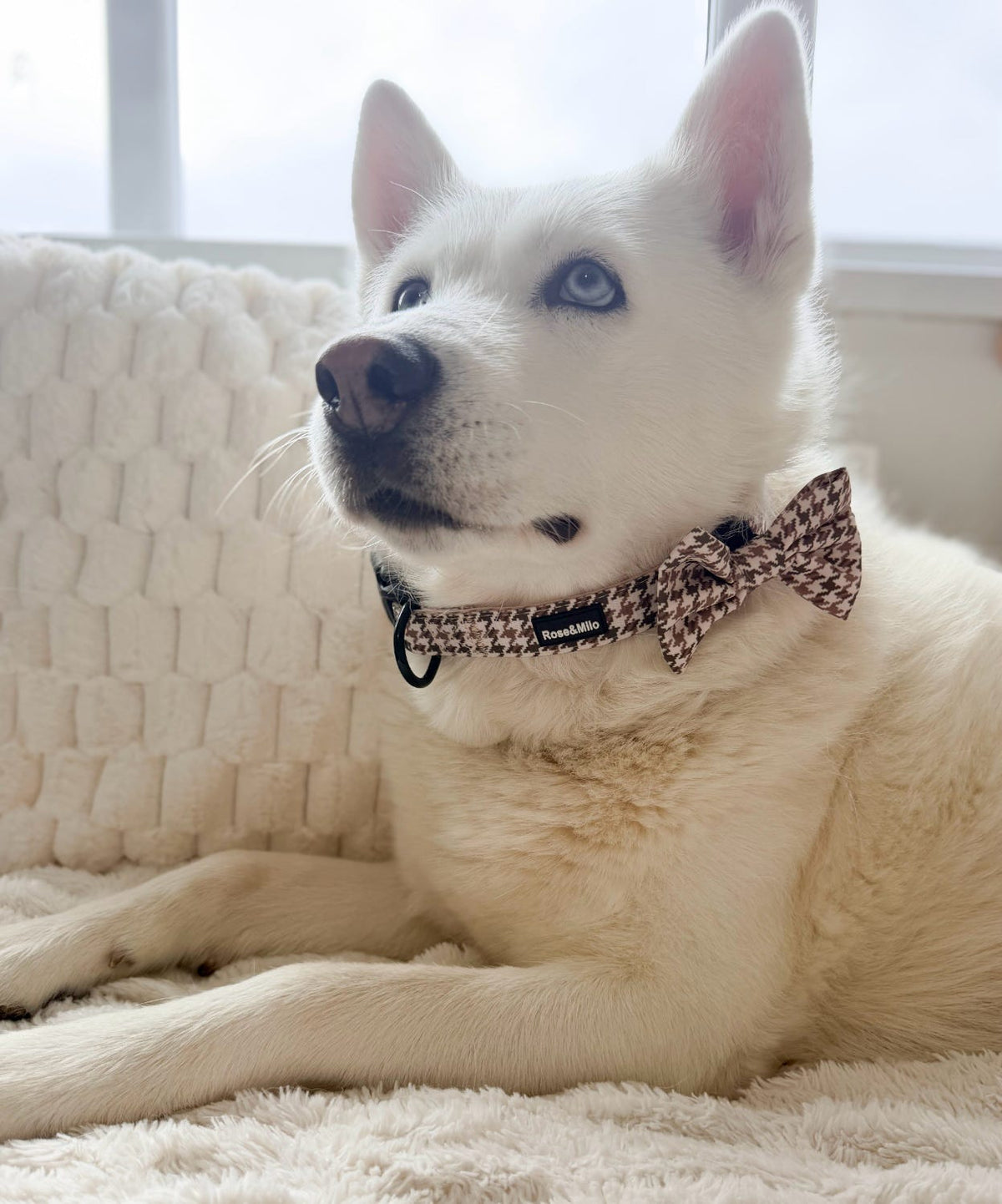 Beige Houndstooth Adjustable Dog Collar