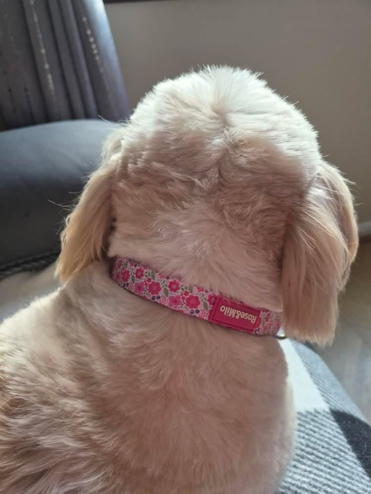Pink Blooms Adjustable Dog Collar