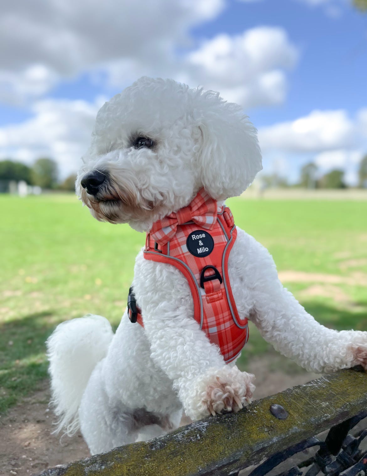 Orange Plaid Walk & Go Adjustable Dog Harness