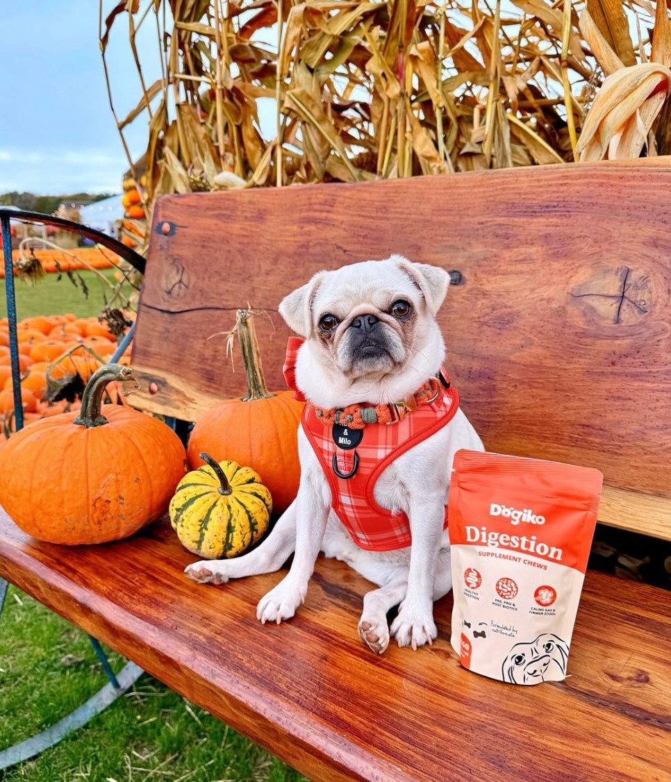 Orange Plaid Adjustable Dog Harness