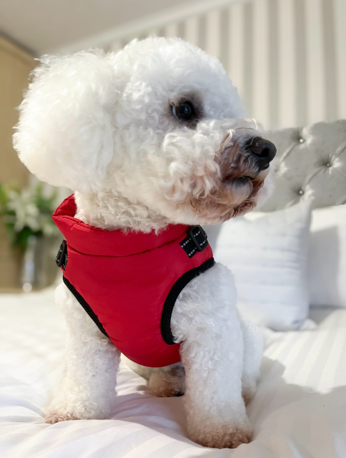 Dog Harness Coats Small-5XL