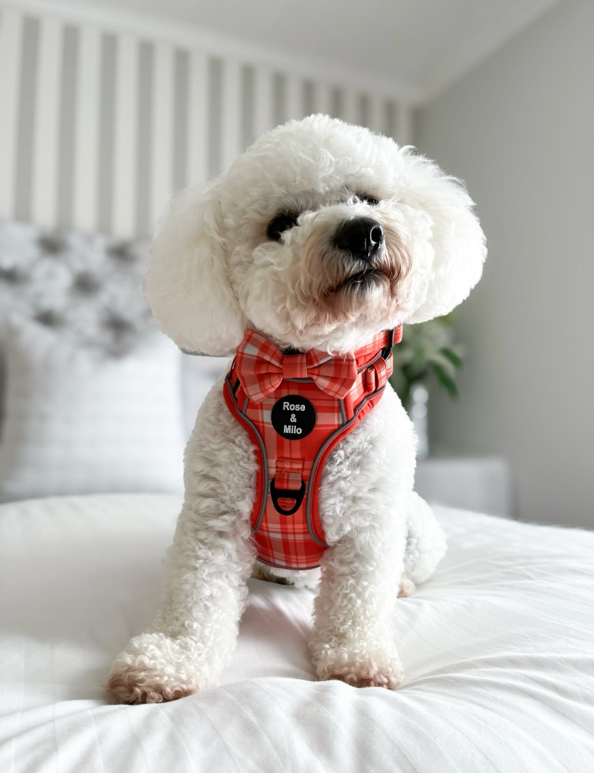 Orange Plaid Walk & Go Adjustable Dog Harness