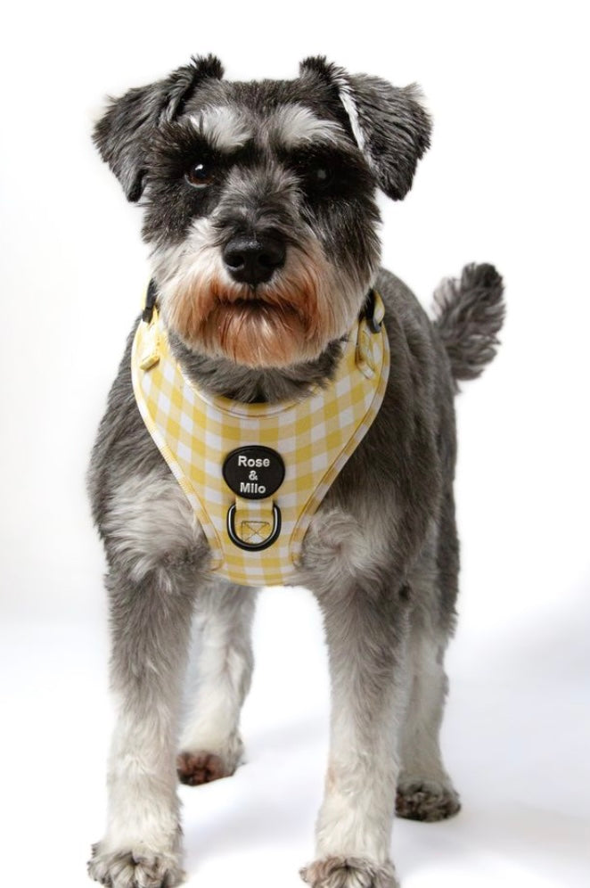 Lemon Check Adjustable Harness