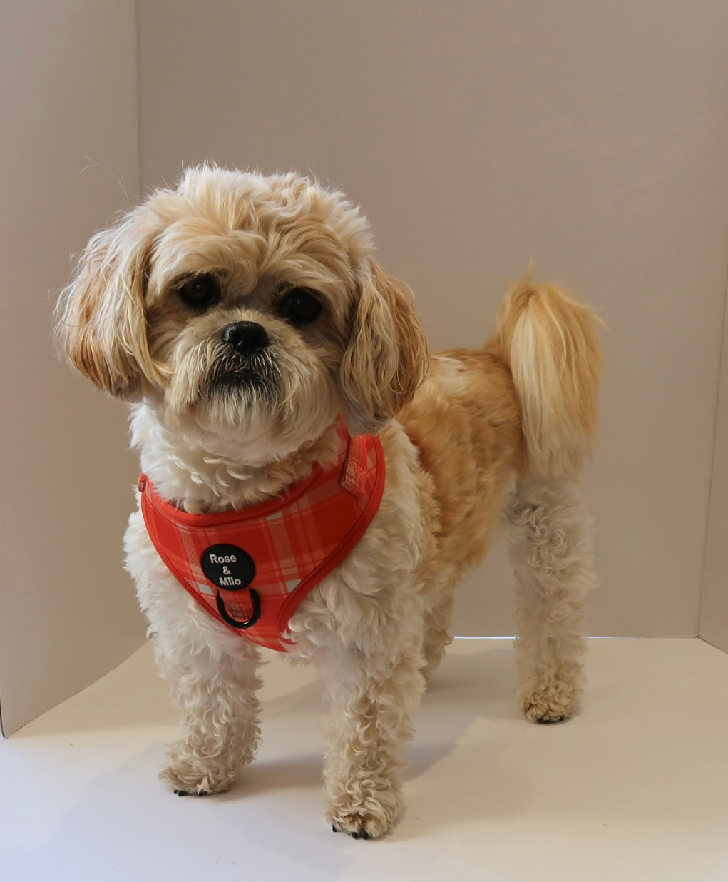 Orange Plaid Adjustable Dog Harness
