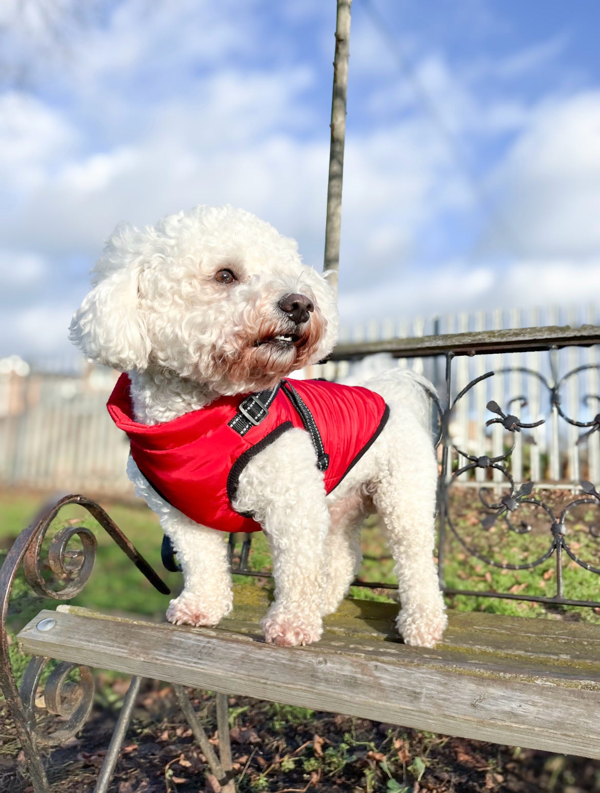 Dog Harness Coats Small-5XL