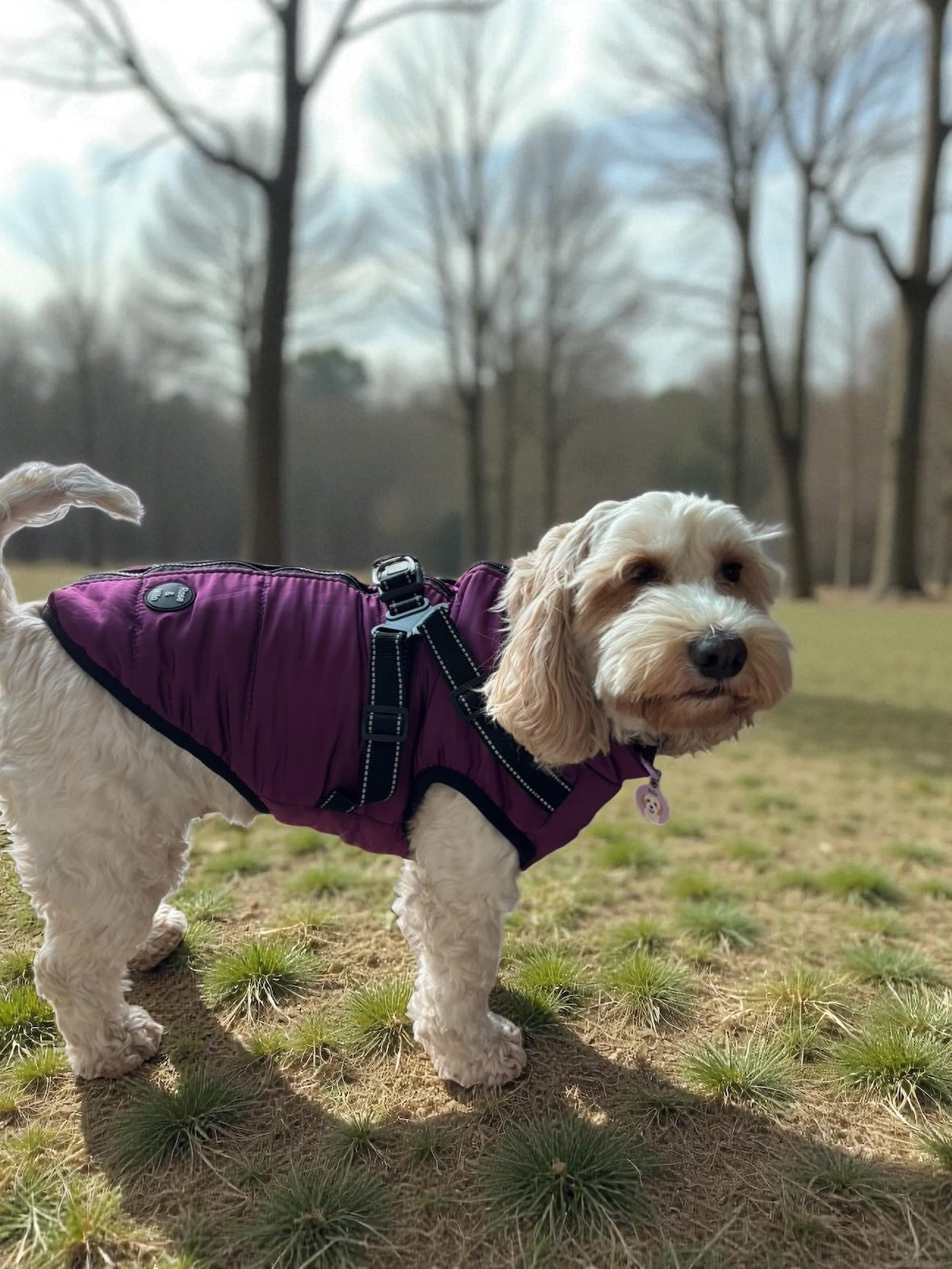 Dog Harness Coats Small-5XL