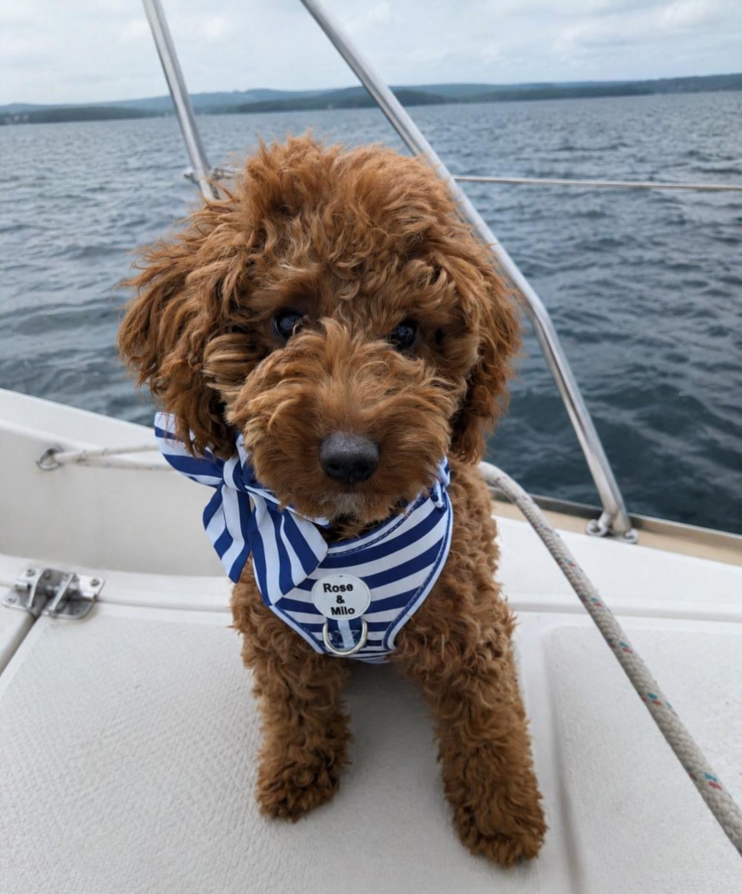 Blue Stripe Adjustable Dog Harness