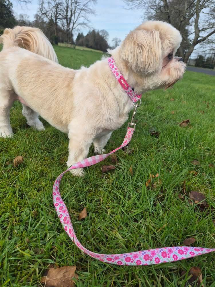 Pink Blooms Adjustable Dog Collar