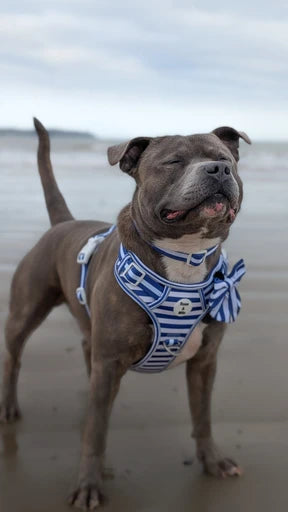 Blue Stripe Step-In Walk & Go Dog Harness