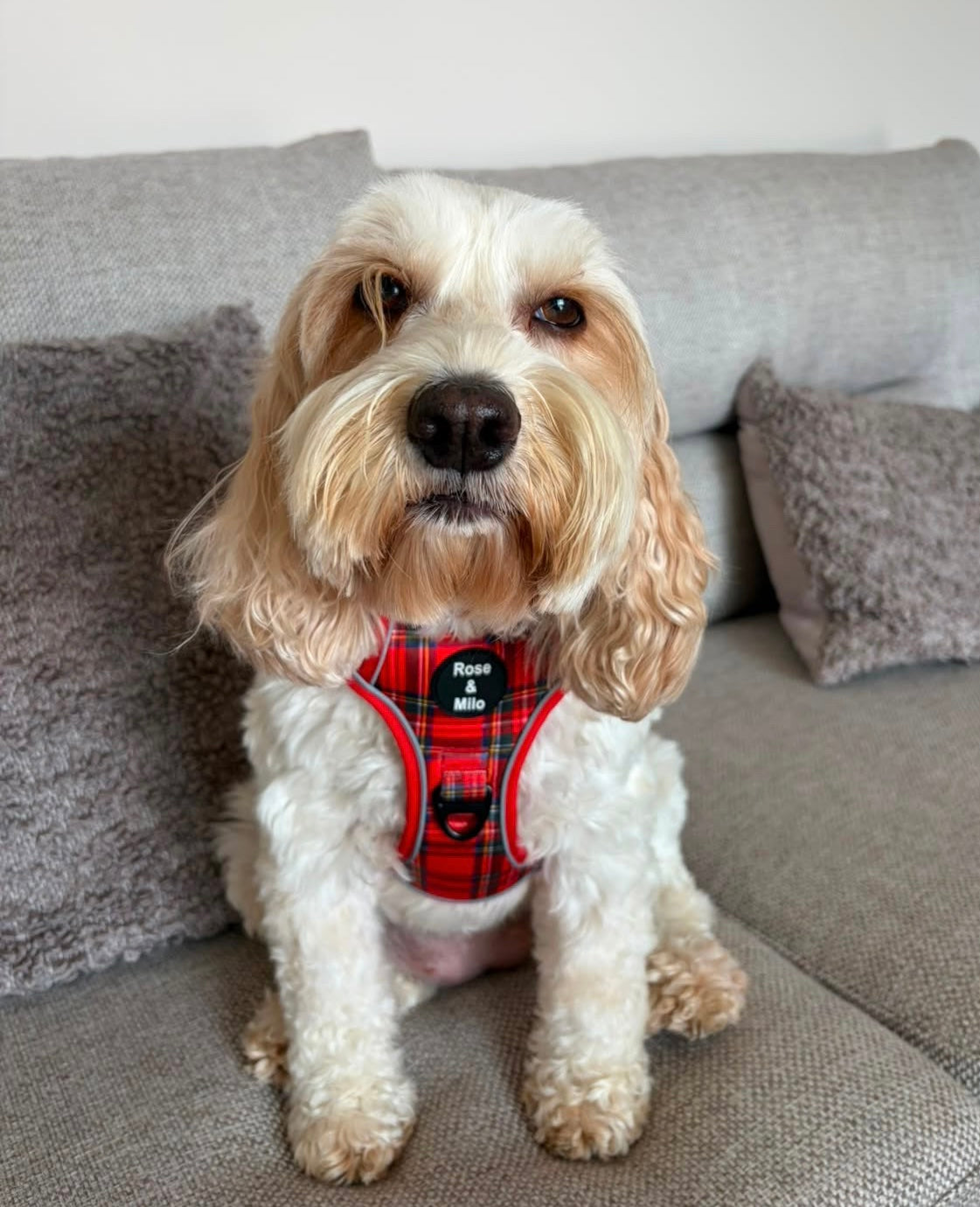 Red Tartan Walk & Go Harness