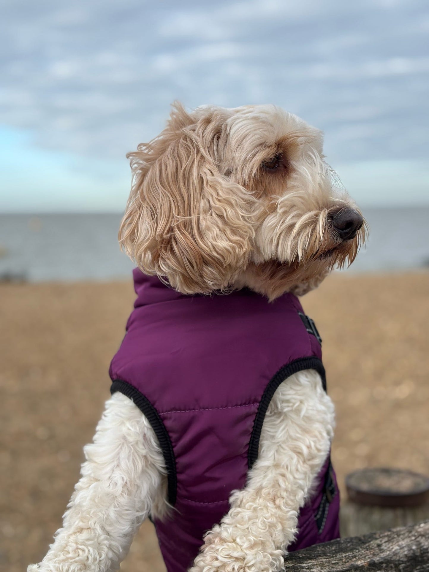 Dog Harness Coats Small-5XL