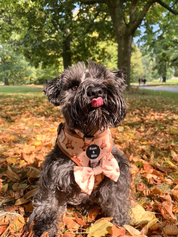 Teddy Bear Adjustable Harness