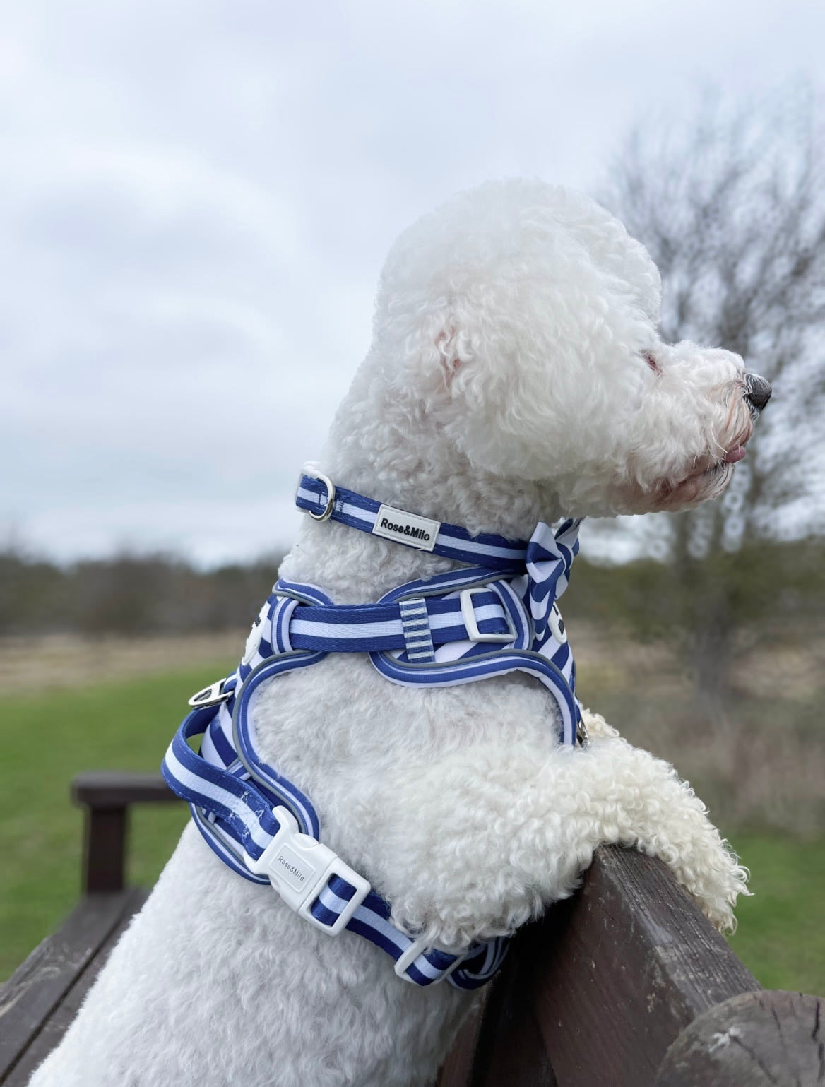 Blue Stripe Step-In Walk & Go Dog Harness