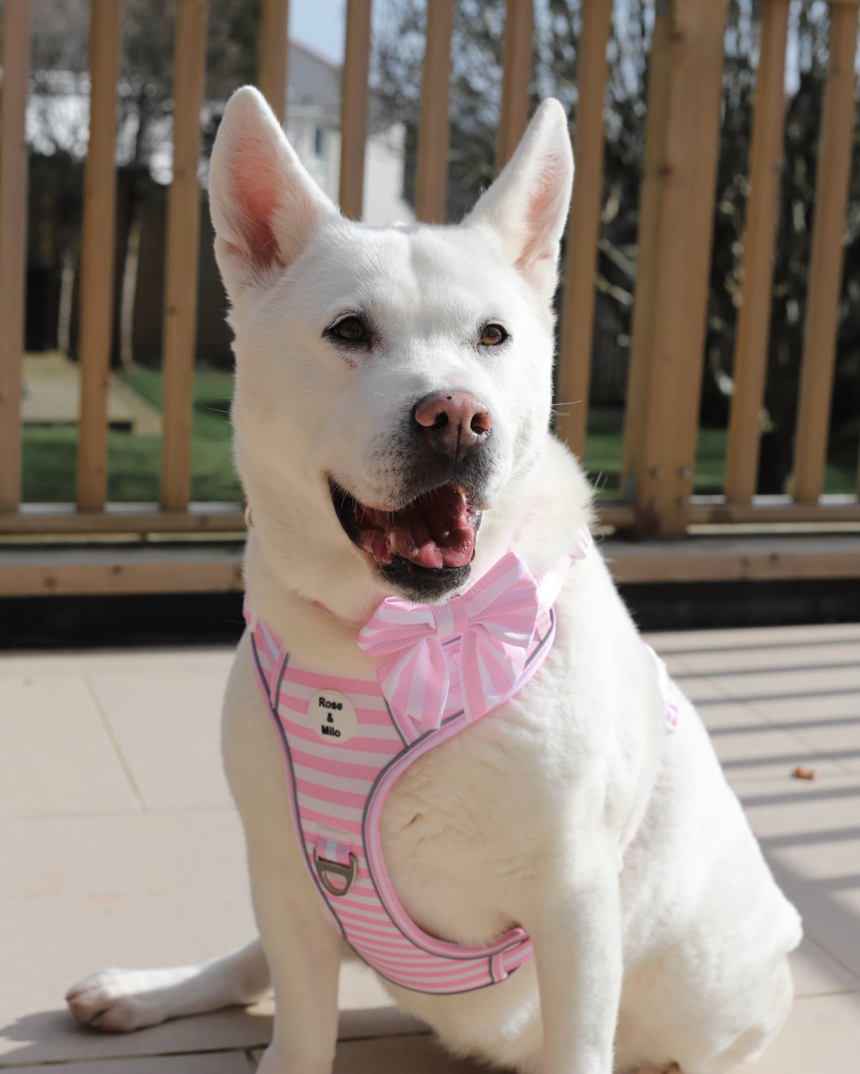 Pink Stripe Step-In Walk & Go Dog Harness