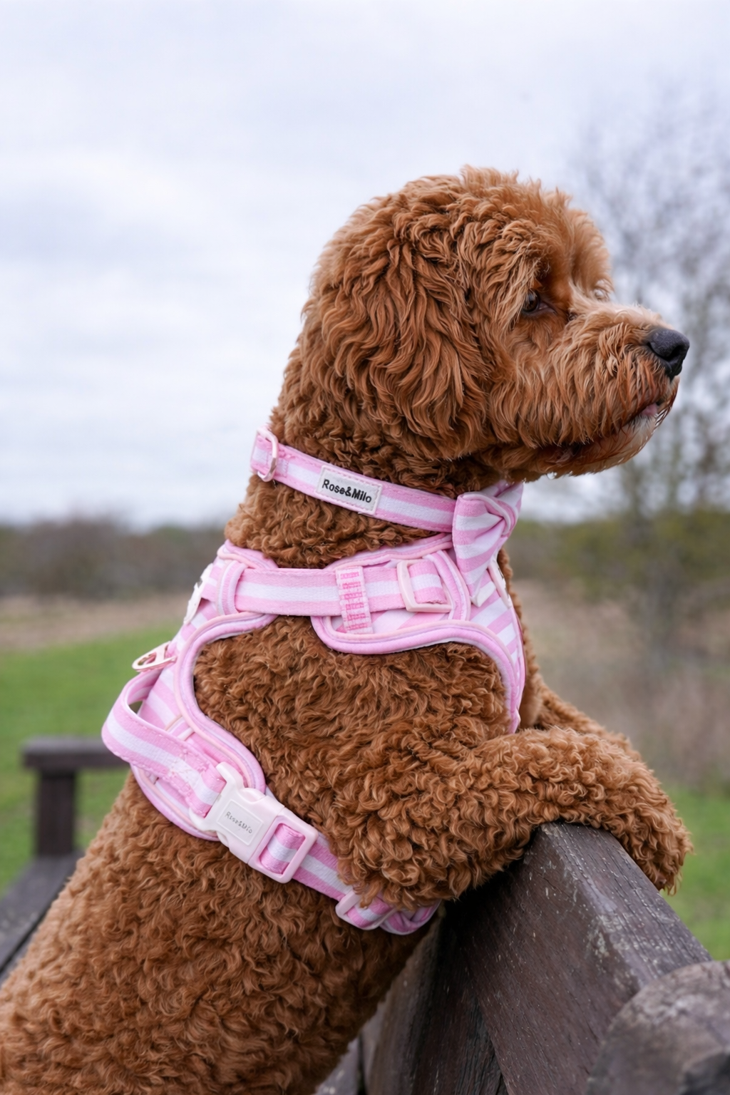 Pink Stripe Step-In Walk & Go Dog Harness