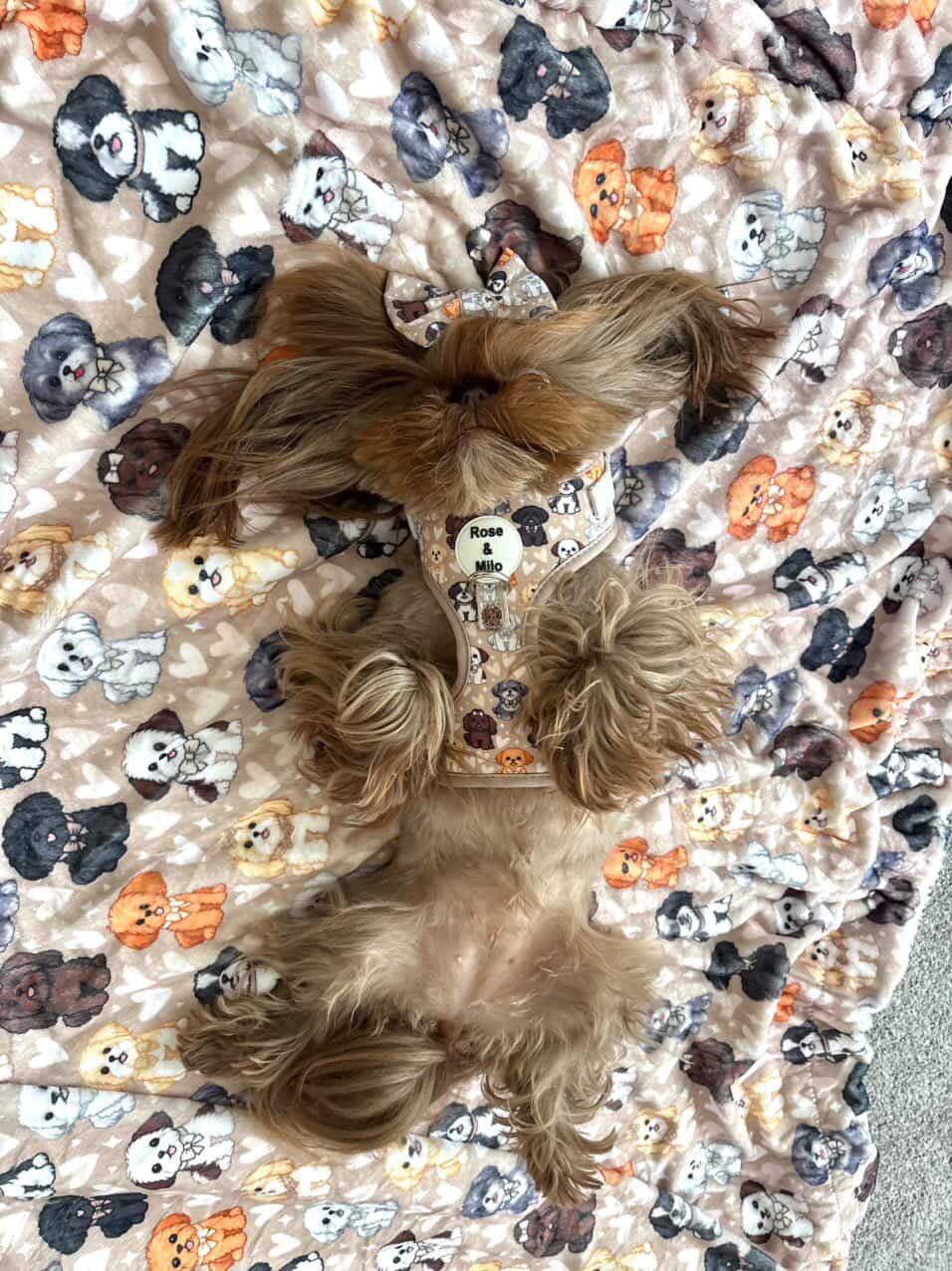 I Shih Tzu Not Snuggle Blankets