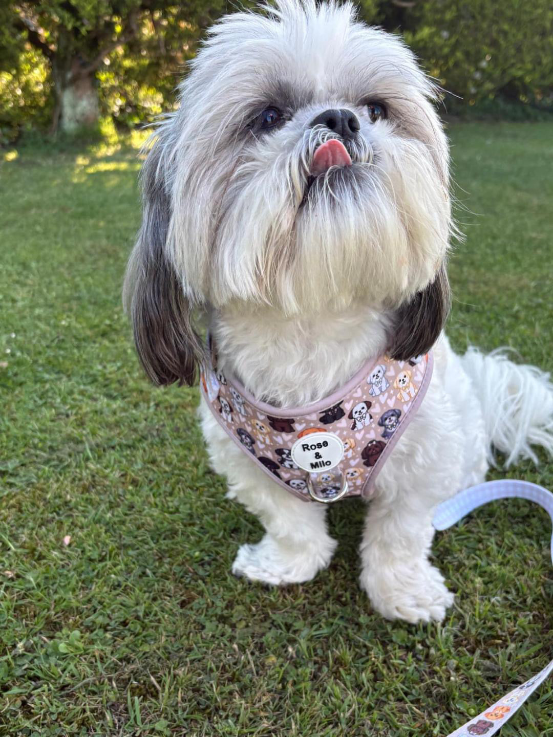 Harness Adjustable I Shih Tzu Not NEW