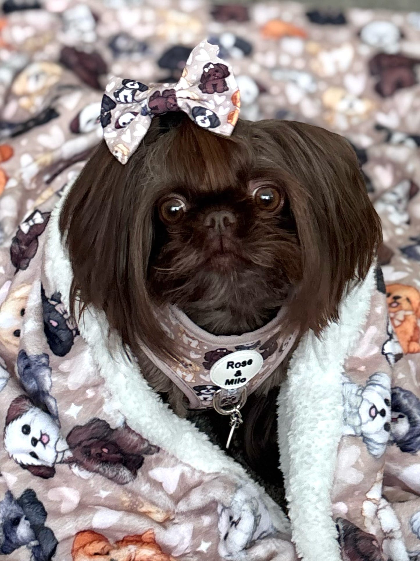 I Shih Tzu Not Snuggle Blankets
