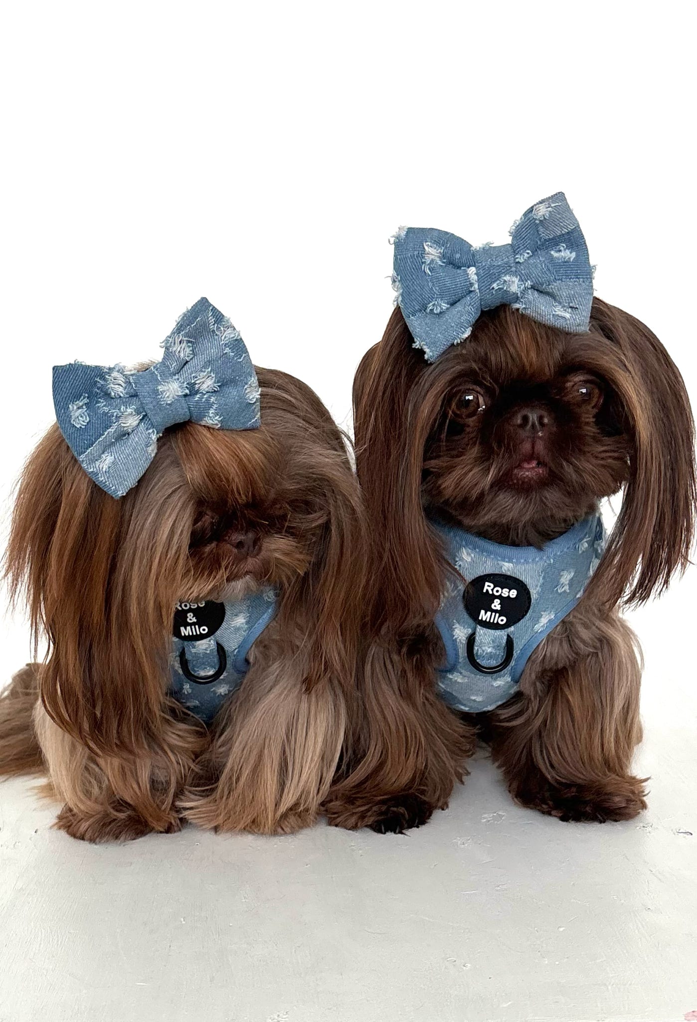 Doggy Denim Bow Tie Small & Large