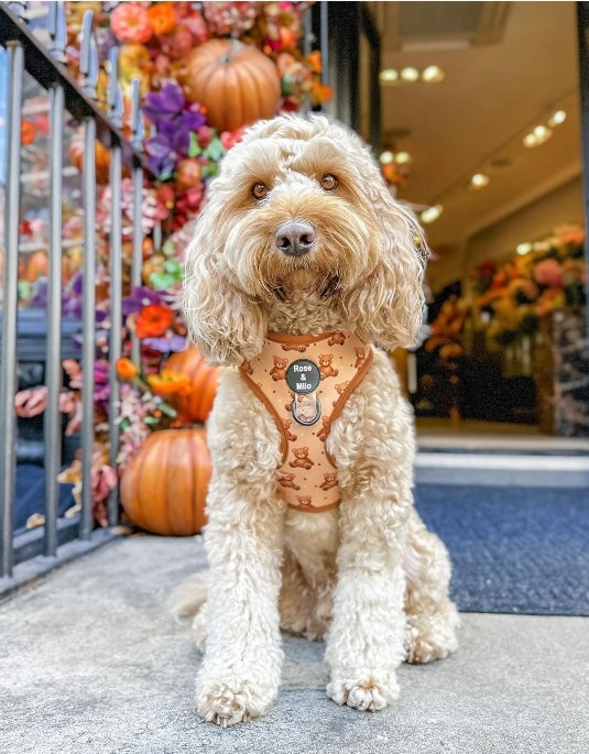 Teddy Bear Adjustable Harness