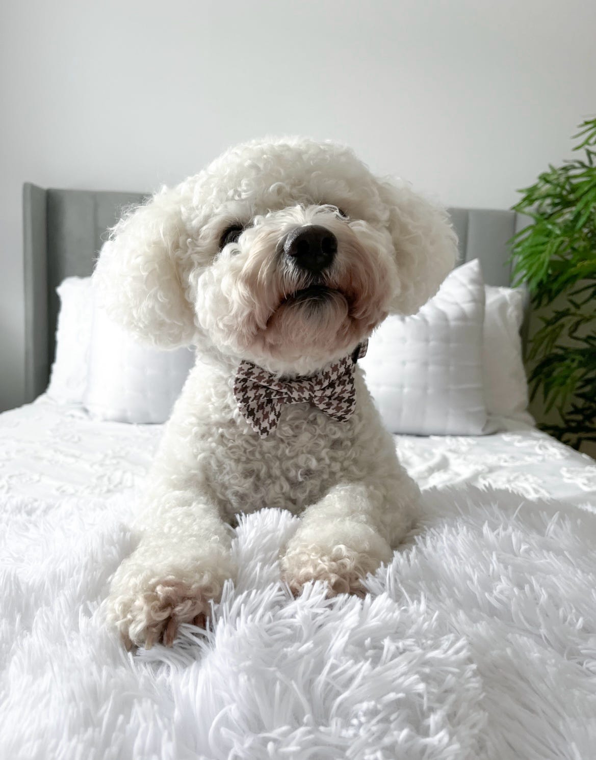 Beige Houndstooth Dog Bow Tie Small & Large