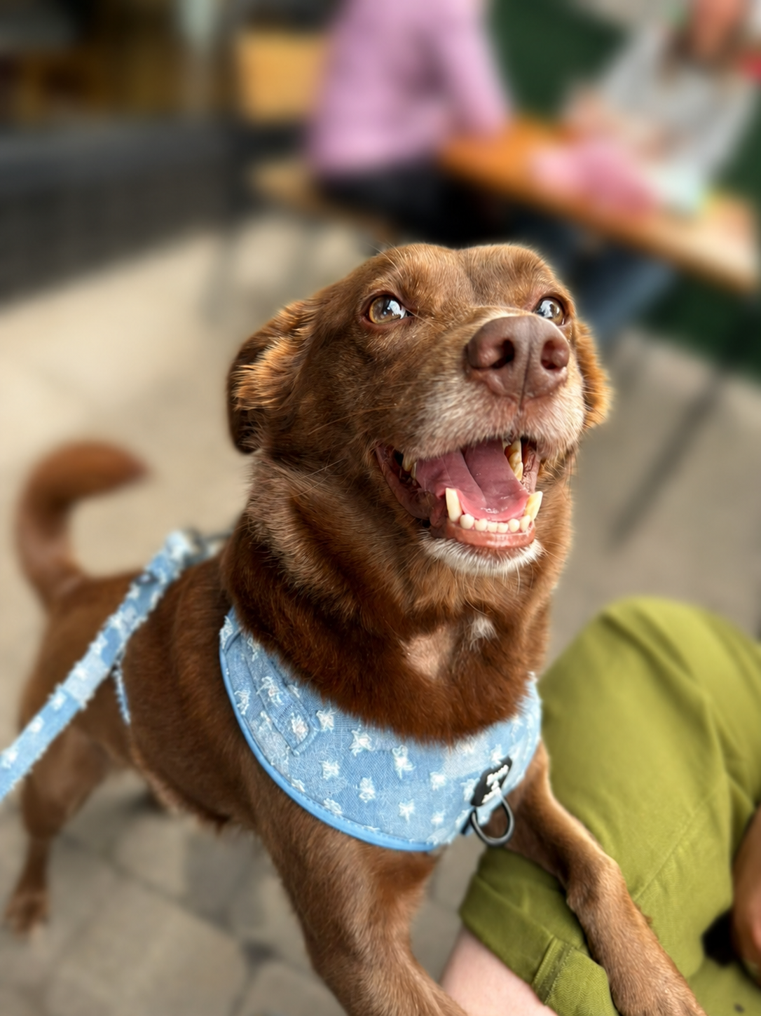 Doggy Denim Adjustable Dog Harness