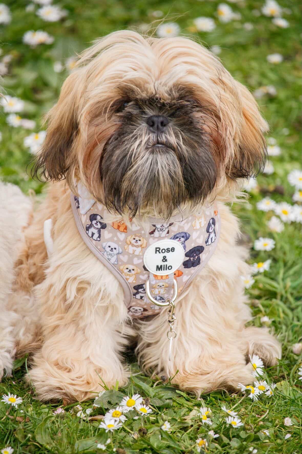 Harness Adjustable I Shih Tzu Not NEW